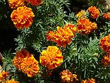 Marigolds Orange